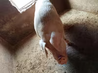 Eber, Schweine — Foto 1