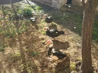 Ducks — फ़ोटो 5