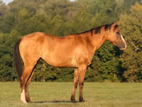 Stute, Quarter Horse — Foto 1
