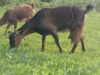 Ziege, Ziegen — Foto 1