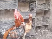 Chickens — الصورة 5