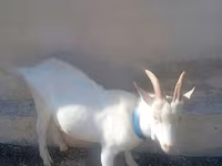 Cabro, Saanen goat — foto 4