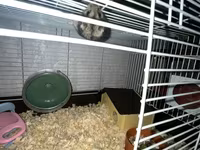 Cüce hamster və tam dəst aksesuarlar Qefes ile biryerde satılır 2-3 — Foto 5