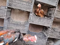 Chickens — Foto 7