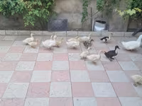 Ducks — 6-rasm