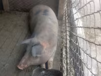 Sow, Pigs — photo 2