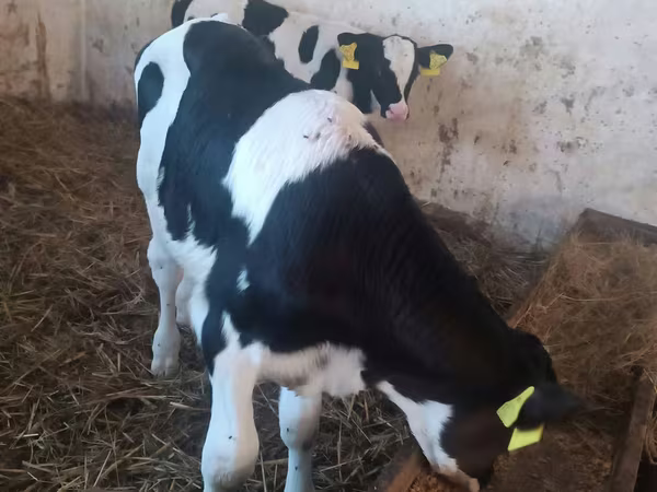 Bulle, Rinder