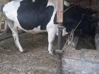 Kuh, Russian Black pied cattle — Foto 6