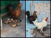 Japanisches Bantam — Foto 1