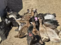Ducks — Foto 8
