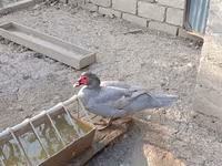 Ducks — الصورة 4
