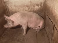 Свиноматка, Свині — фото 3