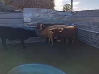 Cow, Cattle — photo 1