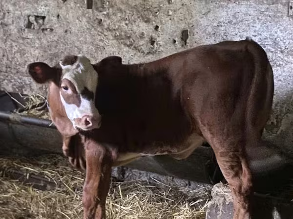 Kuh, Limousin-Kuh