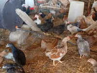 Chickens — Foto 2