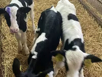 Toro, Russian Black pied cattle — foto 2