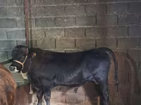 Bulle, Simmental cattle — Foto 4