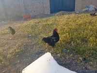 Chickens — 2-rasm