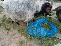Cabra, Cabras — foto 2