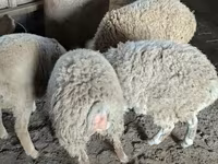 كبش, الأغنام — الصورة 4