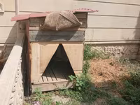 It həyətyanı sahə üçün böyük ölçülü it evi - Material: taxta karkas — Foto 3