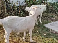 Ziege, Saanen goat — Foto 1