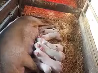 Schweine (Partie, Geschlecht nicht angegeben), Schweine — Foto 2