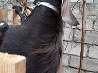 公山羊, Goats — 照片 5