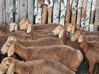 母羊, Arashan sheep — 照片 5