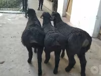Caballo, Caballos — foto 2