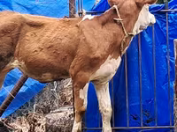 Сиыр, Simmental cattle — 3-сурет