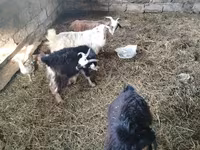 Ziegenbock, Ziegen — Foto 1
