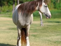فرس, Skyros Pony — الصورة 4