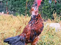 Chickens — 3-сурет