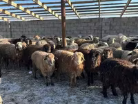 母羊, Sheep — 照片 2