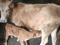 Cow, Cattle — photo 2