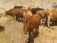 Vaca, Ganado vacuno — foto 3