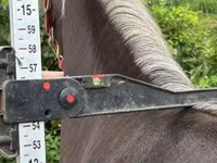 Кобила, Rocky Mountain Horse — фото 3