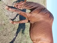 حصان, Thoroughbred horse — الصورة 2