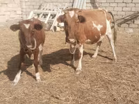 Sigir, Simmental cattle — 4-rasm