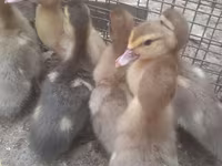 Ducks — الصورة 4