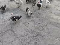 डोमेस्टिक मस्कोवी — फ़ोटो 2