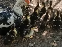 Ducks — Foto 2