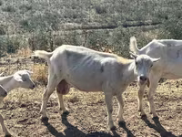 Коза, LaMancha goats — фото 7