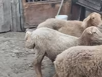 मेढ़ा, भेड़ — फ़ोटो 4
