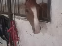Бие, Karabakh horse — 2-сурет