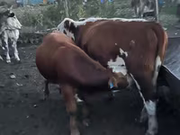 ثور, Simmental cattle — الصورة 5