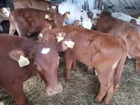 Bulle, Simmental cattle — Foto 2