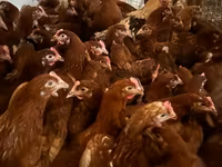 Chickens — 7-сурет