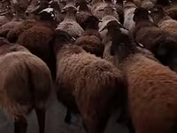 Qoʻchqor, Hissar sheep — 1-rasm